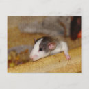 Zoek naar ratten briefkaarten Schattige rat