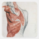 Zoek naar spieren stickers Anatomisch