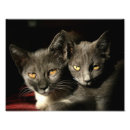 Zoek naar binnenlandse kat posters Katten