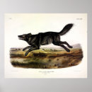 Zoek naar black wolf kunst Canis lupus