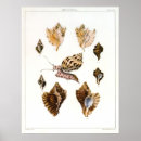 Zoek naar weekdier posters Strand