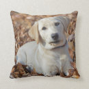 Zoek naar labrador retriever kussens Gele lab