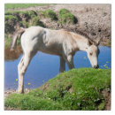 Zoek naar paarden tegels Dun