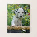 Zoek naar dalmatian puzzels Hond