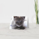 Zoek naar schildpad katten kaarten Katje