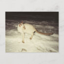 Zoek naar siamese kat briefkaarten Sneeuw