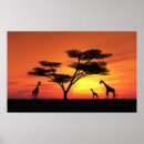 Zoek naar afrikaanse zonsondergang posters Dier