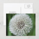 Zoek naar paardenbloem briefkaarten Fotografie