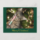 Zoek naar grappige kattenfoto kaarten Kat met snoepriet