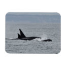 Zoek naar orca magneten Walvis