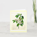Zoek naar redoute bloemen kaarten Botanisch