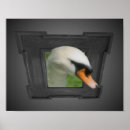 Zoek naar zwanen posters Voor haar