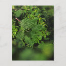 Zoek naar doorn briefkaarten Groen
