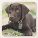Zoek naar puppy onderzetters Buiten