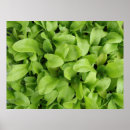 Zoek naar zaailing posters Groen