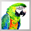 Zoek naar groene papegaai posters Vogels