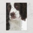 Zoek naar bruine witte hond briefkaarten Voor iedereen