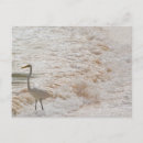 Zoek naar reiger briefkaarten Vogel