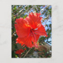 Zoek naar rode hibiscus briefkaarten Bloem
