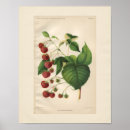 Zoek naar landbouw posters Plant