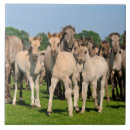Zoek naar poney meer Voor haar