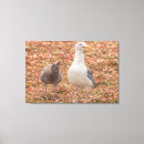 Zoek naar kuiken kunst Fotografie