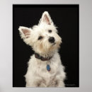 Zoek naar westie kunst Dieren