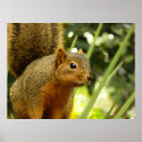 Zoek naar eekhoorn posters Wildlife fotografie
