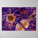 Zoek naar synapse posters Biologie
