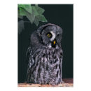 Zoek naar grote grijze uil posters Strix nebulosa