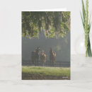 Zoek naar kwart paarden briefkaarten Staan