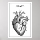 Zoek naar anatomie hart posters Aorta