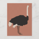 Zoek naar grappige struisvogels briefkaarten Safari