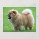 Zoek naar chow chow puppy briefkaarten Puppies