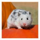 Zoek naar grappige hamsters posters Schattig