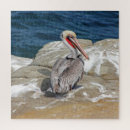 Zoek naar pelikan puzzels Natuur