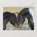 Zoek naar wild paarden briefkaarten Equine