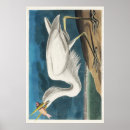 Zoek naar hérons kunst Audubon