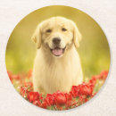 Zoek naar puppy onderzetters Gouden rekwieg