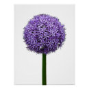 Zoek naar allium bloemen posters Floraal
