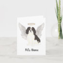 Zoek naar pet sympathy kaarten Regenboogbrug