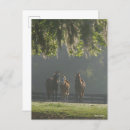 Zoek naar kwart paarden briefkaarten Bob langers