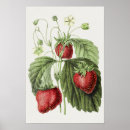 Zoek naar botanische illustraties posters Antiek