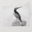 Zoek naar ijsvogel briefkaarten Vogels