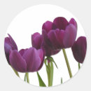 Zoek naar paarse tulpen stickers Knol