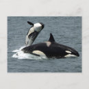 Zoek naar orca posters alaska
