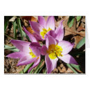 Zoek naar krokussen kaarten Crocus