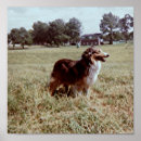 Zoek naar witte herder posters Hoektand