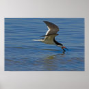 Zoek naar plumage kunst Natuur