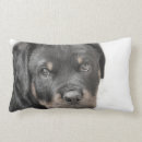 Zoek naar rottie kussens Dier